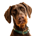 Enzo